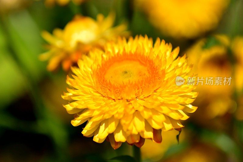 Strawflower /蜡菊